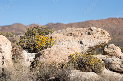 Native desert vegetation