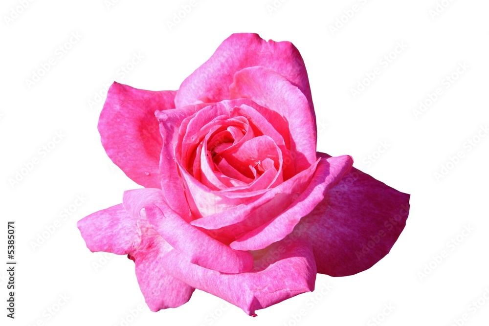 beautiful pink rose isolated on white background beautiful pink rose isolated on white background