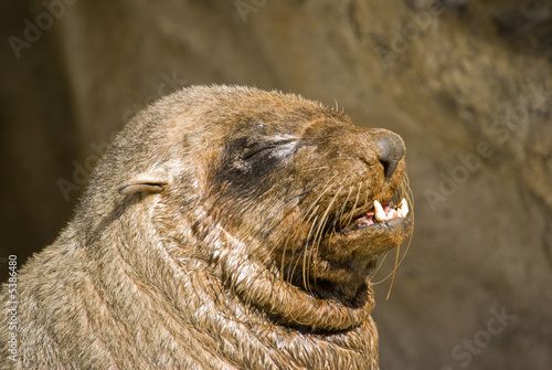 South African Fur Seal