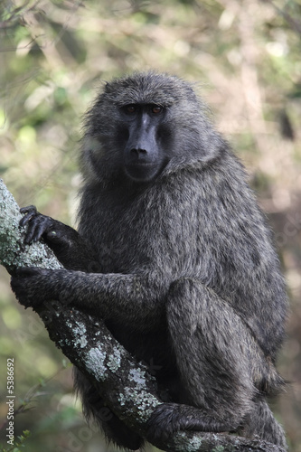 baboon 