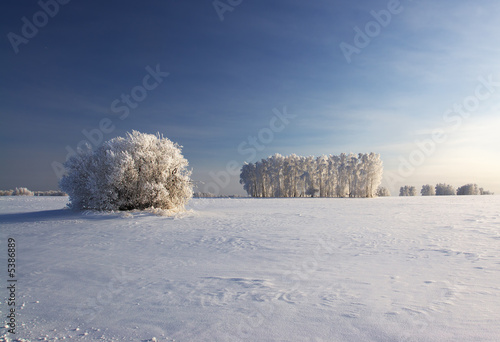 Winter landscape