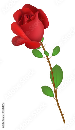rose
