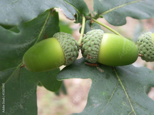 oak acorn