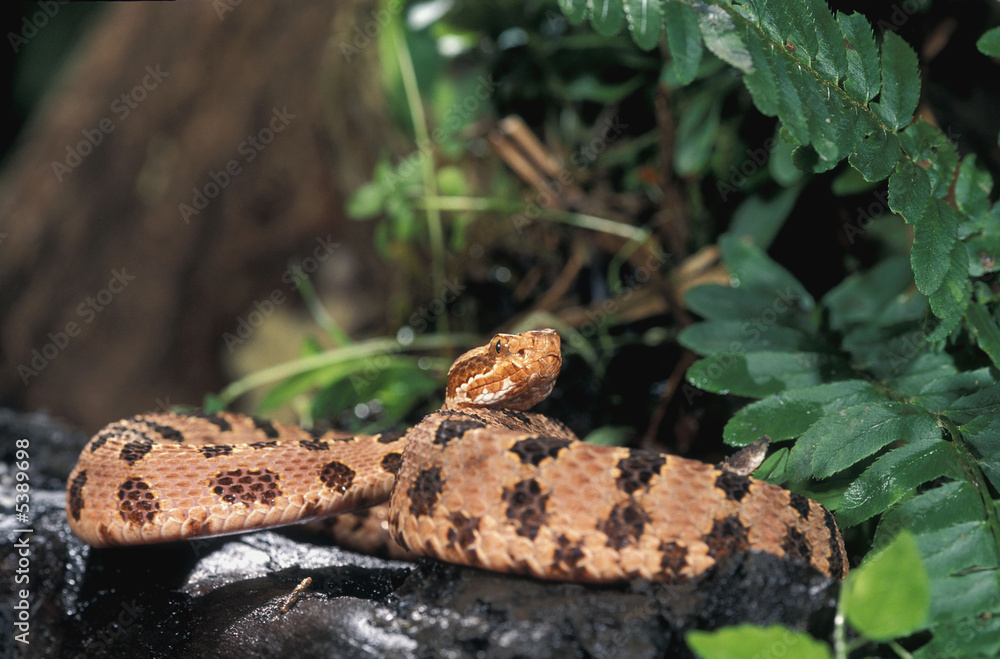 Naklejka premium Red pygmy rattlesnake