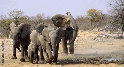 Canvas Print African elephants arriving at a waterhole on the run.