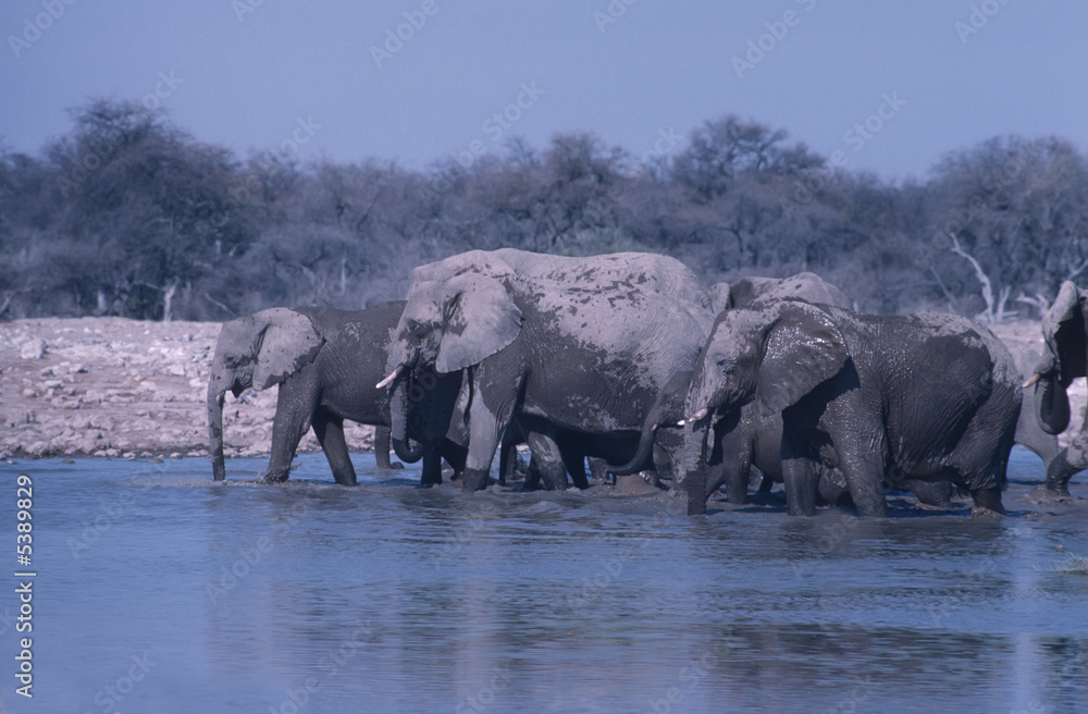 Fototapeta premium African elephants. Etosha National Park waterhole,Namibia