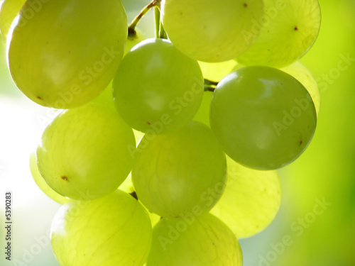 Close-up of bunch of green grapes