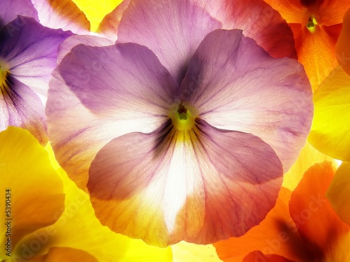 close-up of colourful viola tricolor against white background