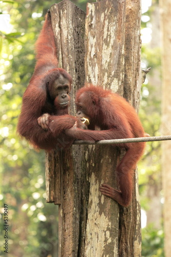 One Orang-Utan feeding another