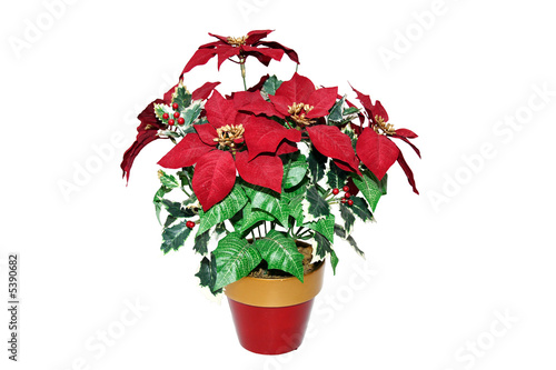 Christmas Poinsettia isolated on White