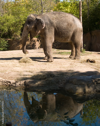 The giant elephant standing by a pond.