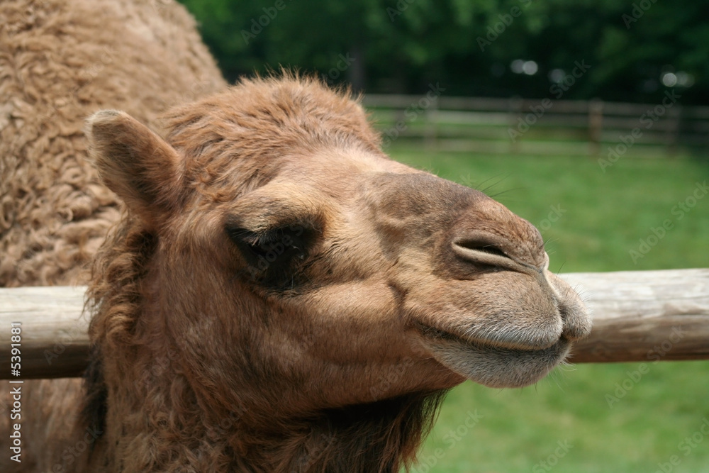 Fototapeta premium He's just living the dream, like a camel would.