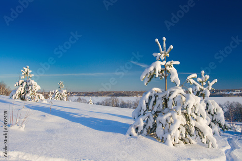 Winter wood landscape with a snow on branches