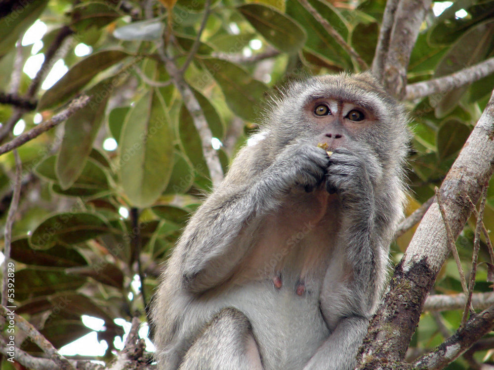 Macaque en plein repas Macaque en plein repas