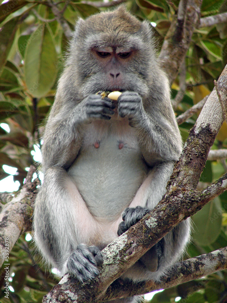 Déjeuner de macaque Déjeuner de macaque