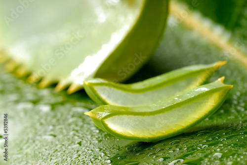 aloe vera