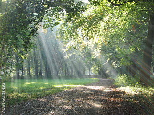 Morgennebel
