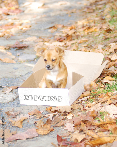 Dog Moving