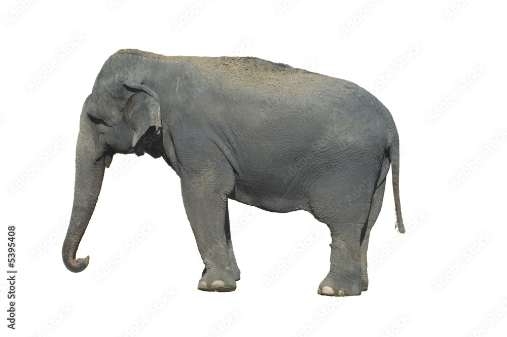 Indian Elephant isolated over white