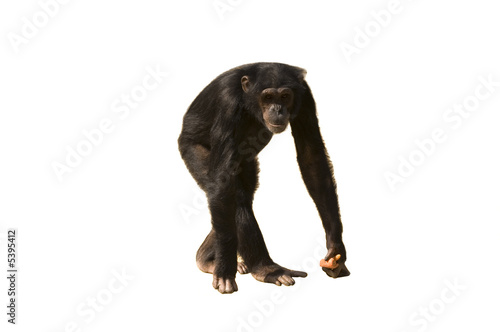 Stampa su tela A chimpanzee walking isolated over white