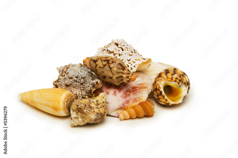 Various shells isolated on the white background Various shells isolated on the white background