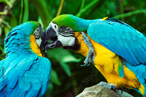 Parrots in Love
