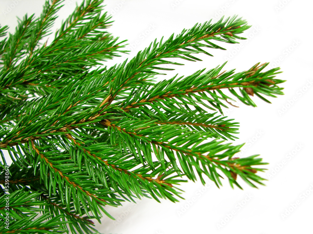 Fresh green fir branches isolated on white background Fresh green fir branches isolated on white background