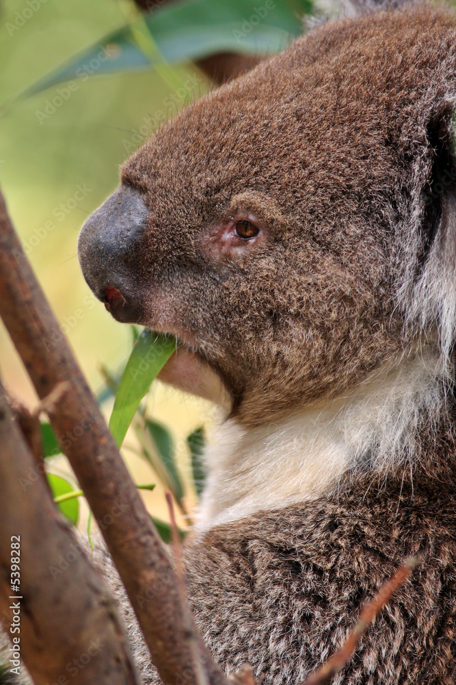 Fototapeta premium Australian Koala Up A Tree