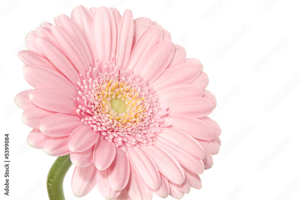 Pink daisy