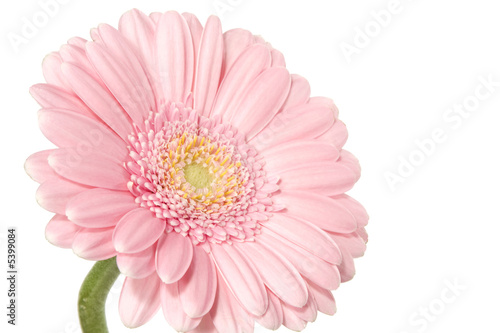 Pink daisy © Ints