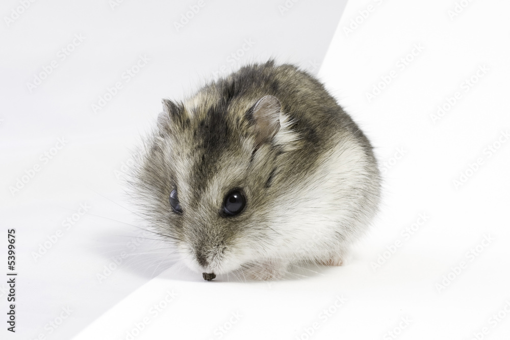 Dwarf hamster seat and eat on light background Dwarf hamster seat and eat on light background