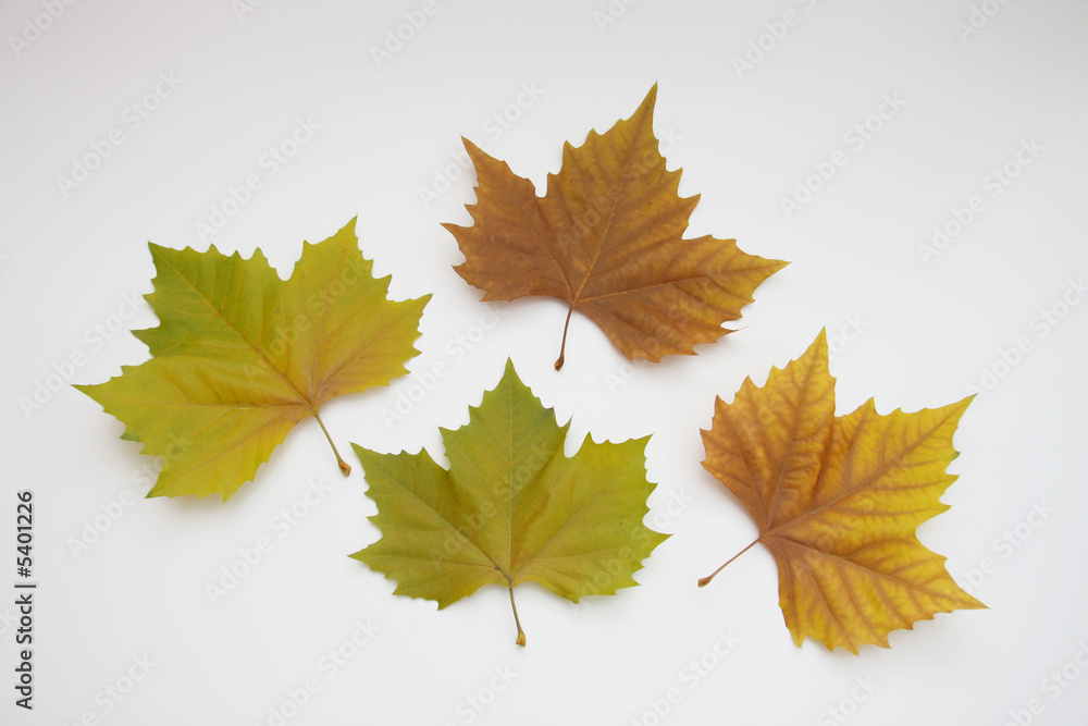 Herbst Blätter Herbst Blätter