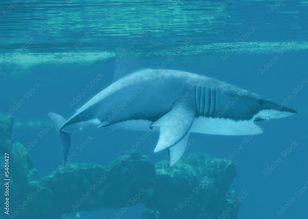 Fototapeta premium Great white shark underwater