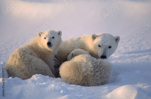 Polar bears,female cub is nursing . Canadian Arctic