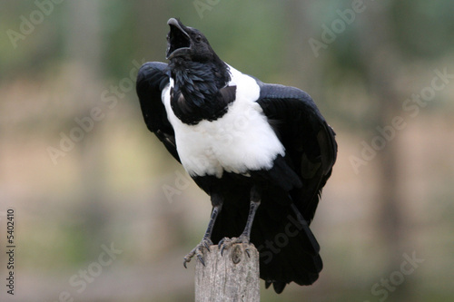 Corbeau pie