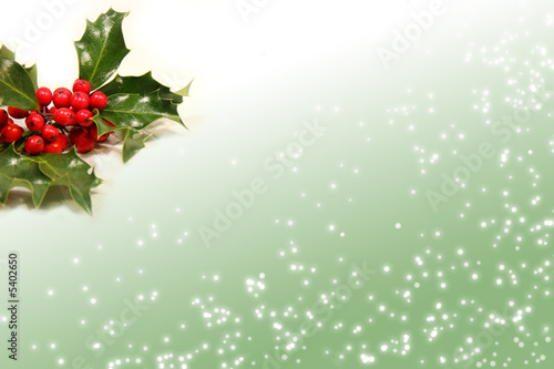 Sprig of holly berries on colored background