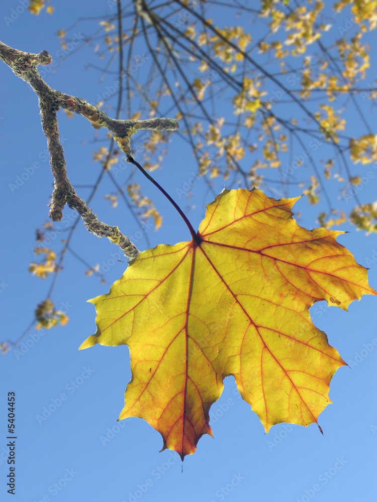 Fototapeta premium Herbst