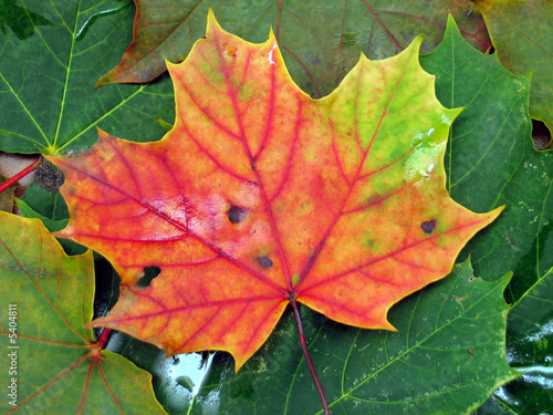 Wallpaper Mural ahornblatt im herbst Torontodigital.ca