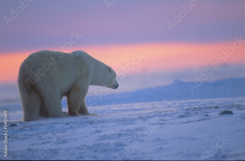 Polar bear at sunset. Canadian Arctic.