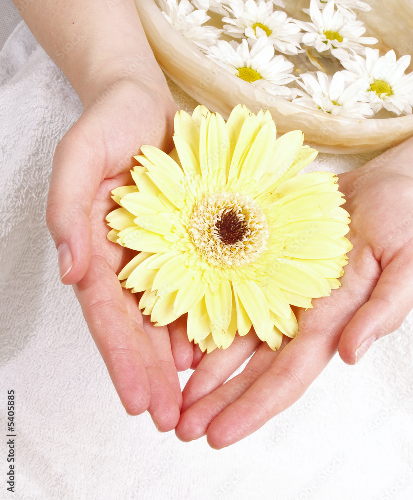 female hands with yellow gerber female hands with yellow gerber