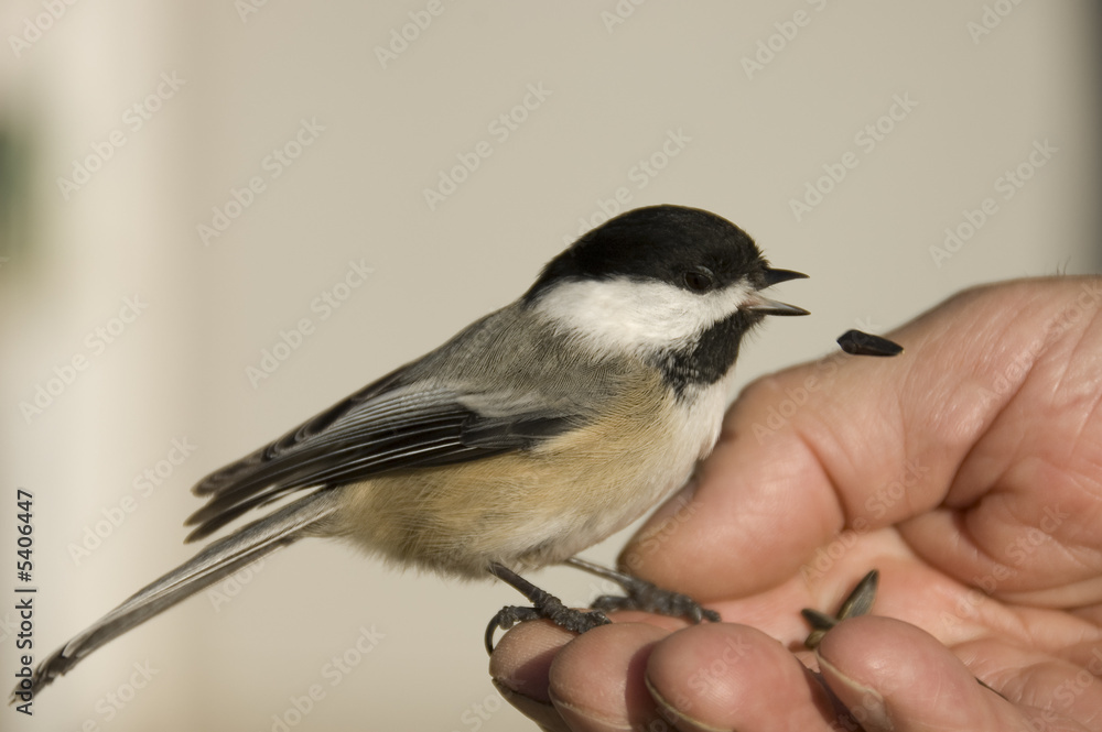 chickadee bird close-up eating in the hand chickadee bird close-up eating in the hand