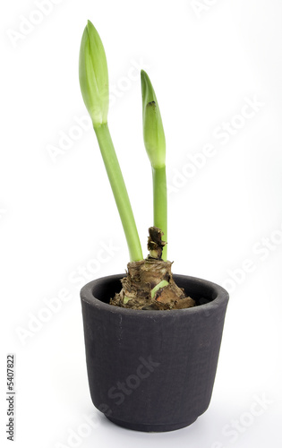 Studioshot of amaryllis