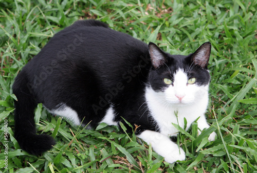 Beautiful black and white cat sitting on the lawn.