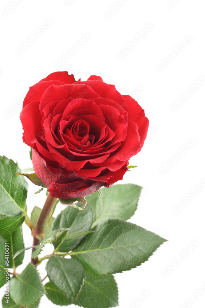 beautiful red rose isolated on white beautiful red rose isolated on white