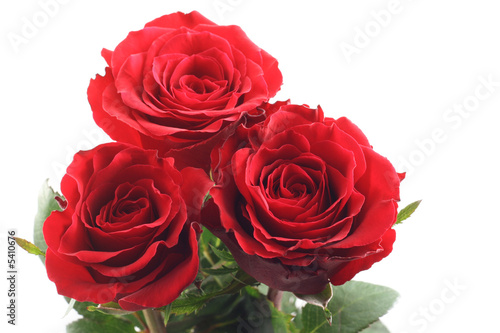 three beautiful red roses isolated on white © matka_Wariatka