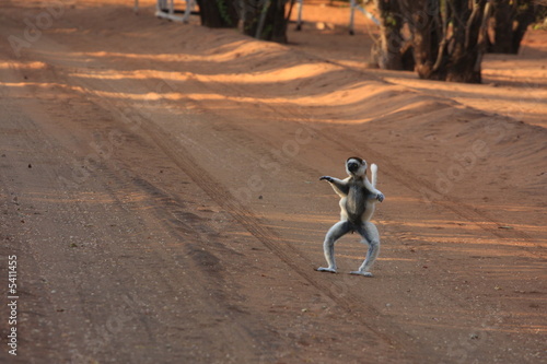 sifaka danseur madagascar