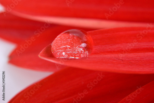 Water drop on red gerbera