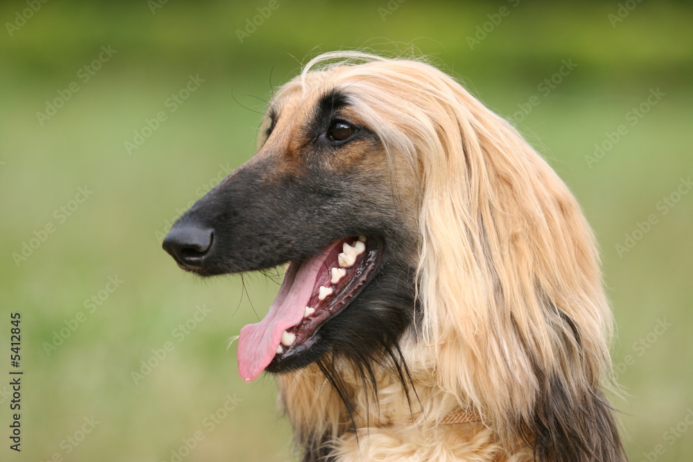 Fototapeta premium Afghan Hound