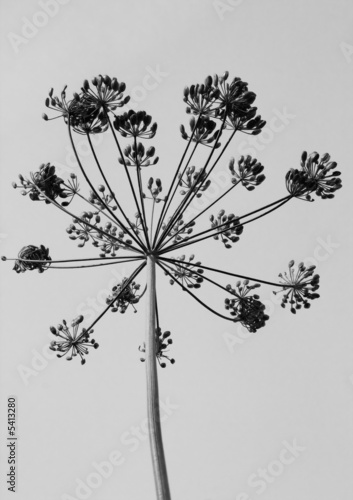 dill