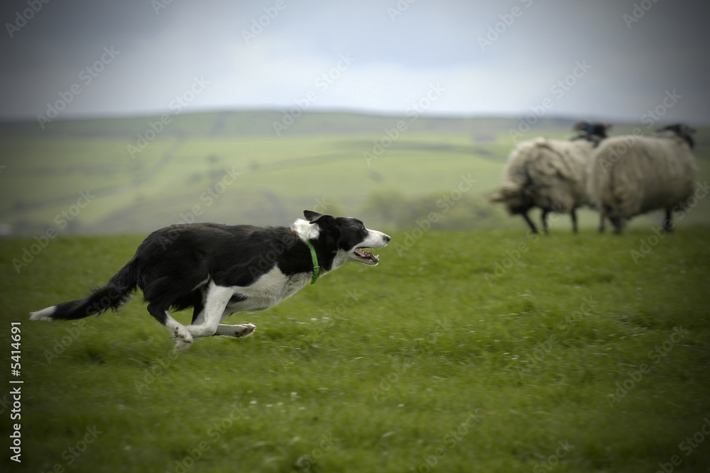 Sheepdog Working Sheep